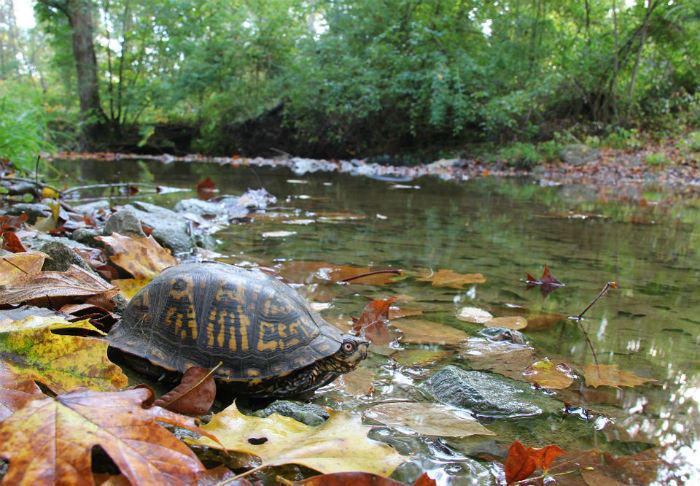 Eastern Box Turtle